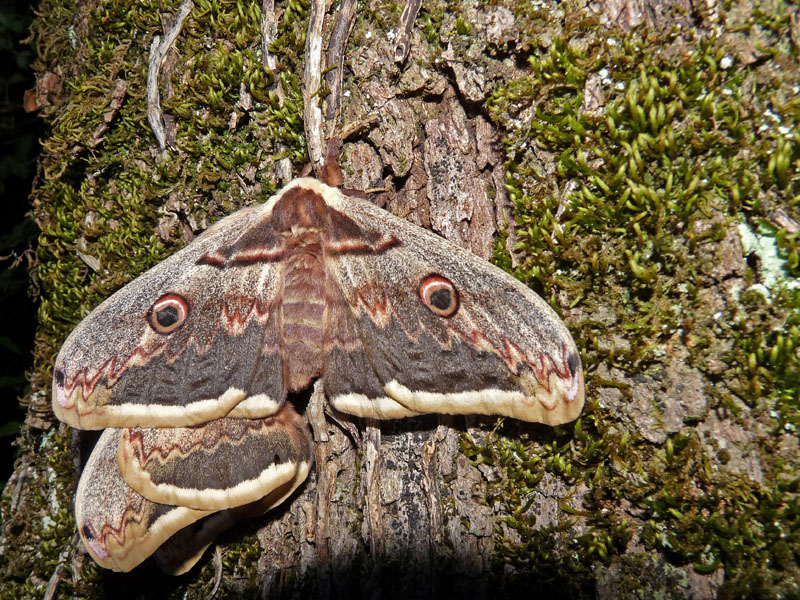 Saturnia pyri